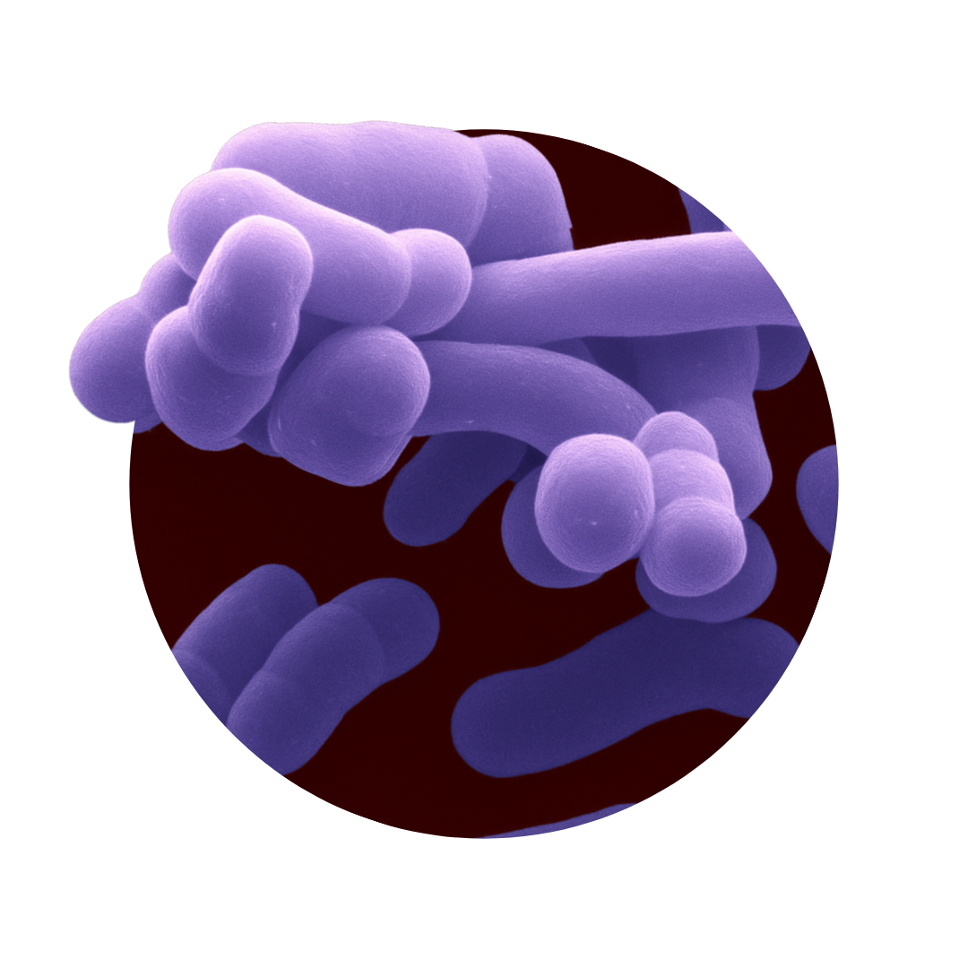 Human Native B. adolescentis